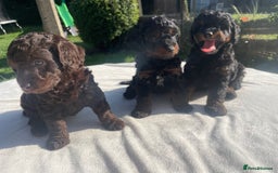 Cockapoo dogs for sale: Cockapoo Ready to leave now💕Only 1 boy left! - Image 12
