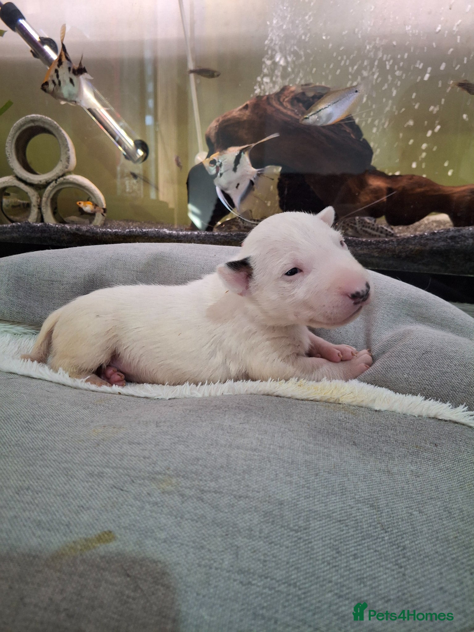 English Bull Terrier dogs Stunning english bull terrier pups - Advert 1