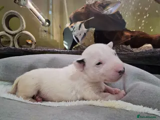English Bull Terrier dogs Stunning english bull terrier pups - Advert 2