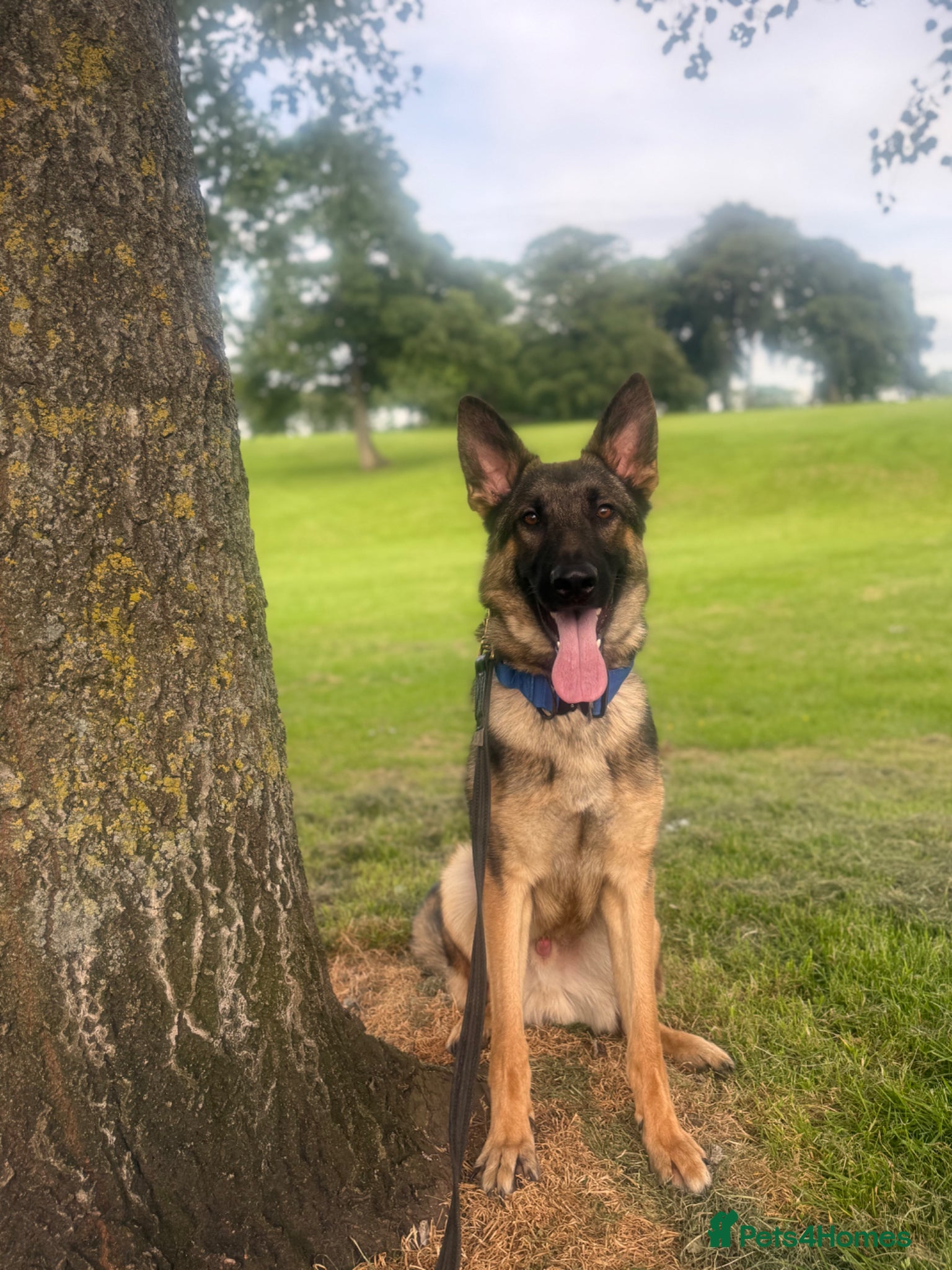 German Shepherd dogs for sale: 10.5 month old GSD Male in Saint Helens - Advert 1