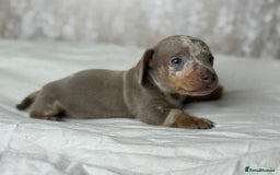 Miniature Dachshund dogs for sale: quality minature dachshunds (ready 14th october) - Image 7