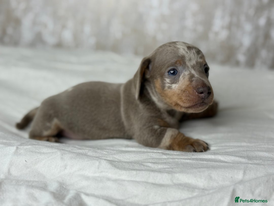 Miniature Dachshund dogs for sale: quality minature dachshunds (ready 14th october) - Image 7