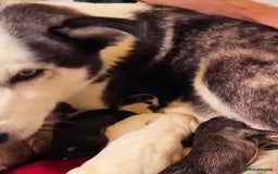 Siberian Husky dogs for sale: Husky Puppies  - Image 9