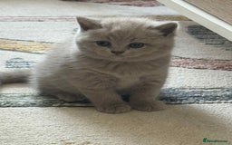 British Shorthair cats for sale: British shorthair - Image 7