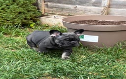 French Bulldog dogs for sale: Kc Registered 5 Generation Pedigree Quality  - Image 26