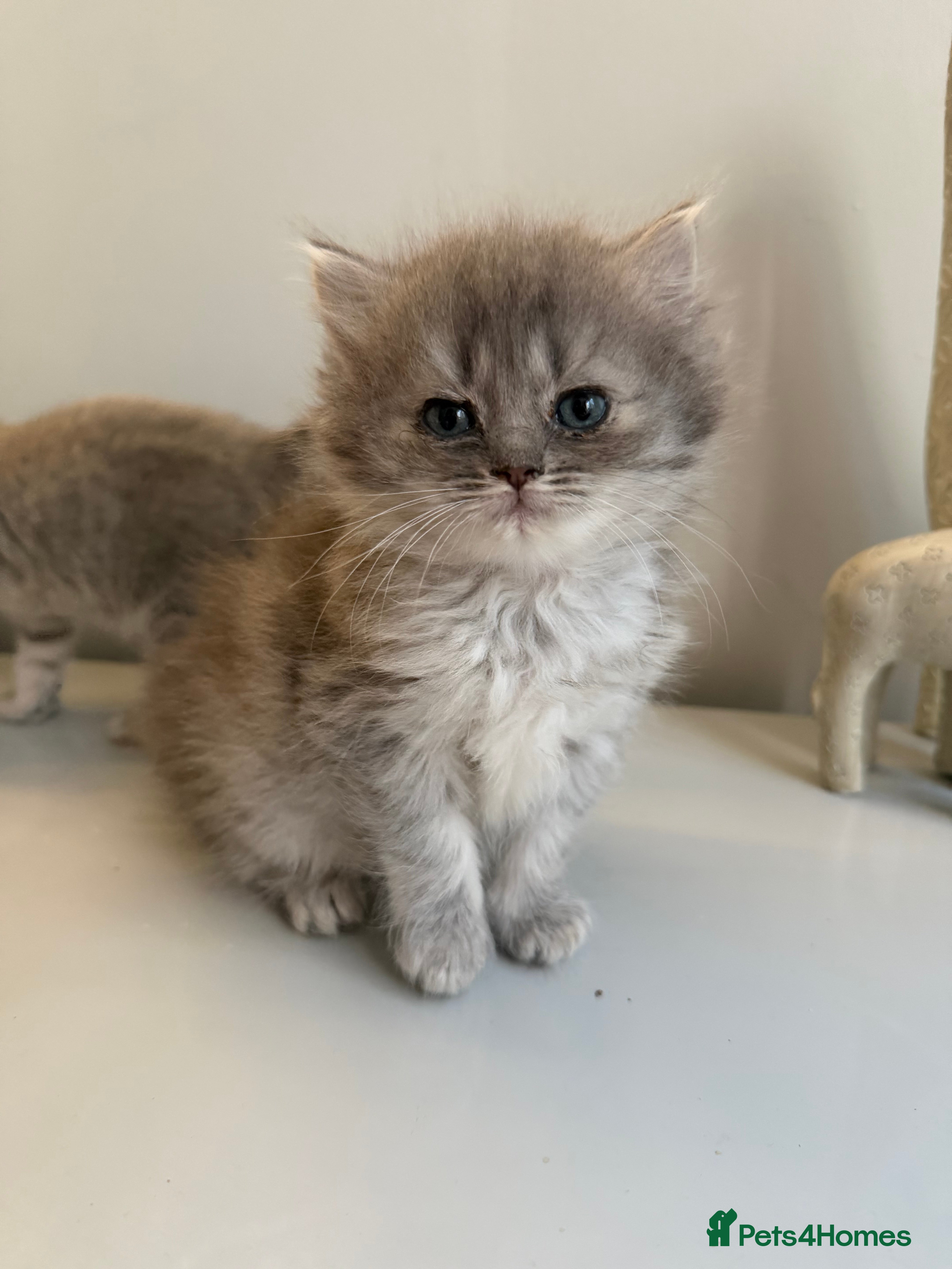 Ragdoll cats Gorgeous Ragdoll Cross Kittens - Advert 2