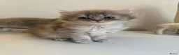 Ragdoll cats for sale: Gorgeous Ragdoll Cross Kittens - Advert 2