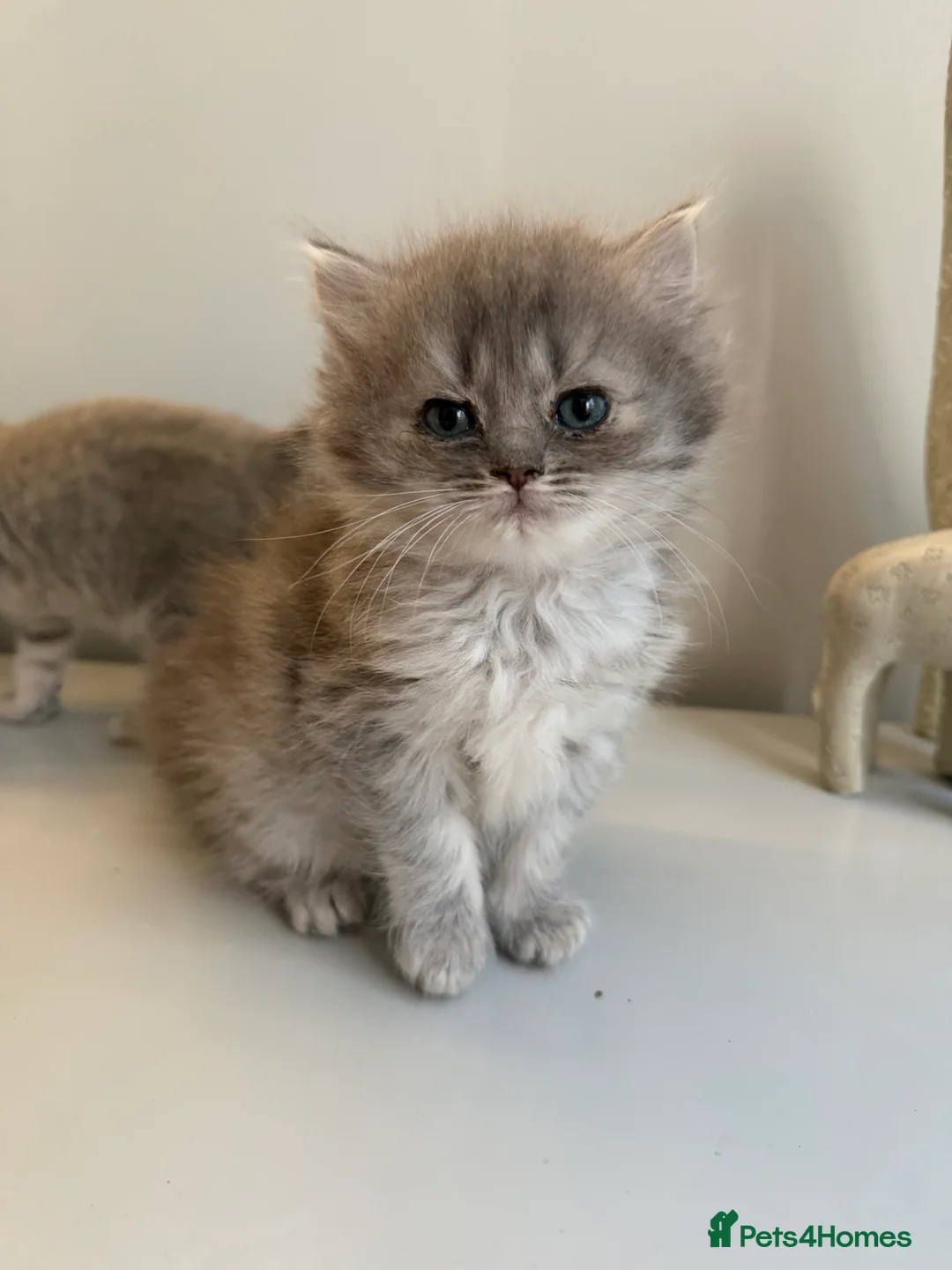 Ragdoll cats for sale: Gorgeous Ragdoll Cross Kittens - Advert 2