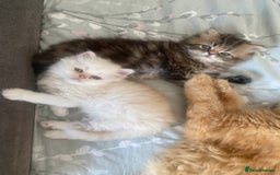 Persian cats for sale: Persian kitten still looking for her forever home  in Gateshead - Image 23