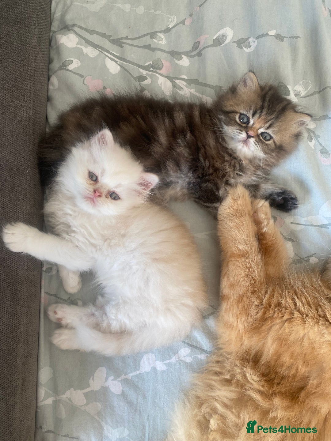 Persian cats for sale: Persian kitten still looking for her forever home  in Gateshead - Image 23