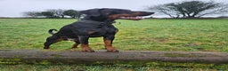 Dobermann dogs for stud: 💥 Proven Stud Available – Cerberus 💥 in Swansea - Advert 8