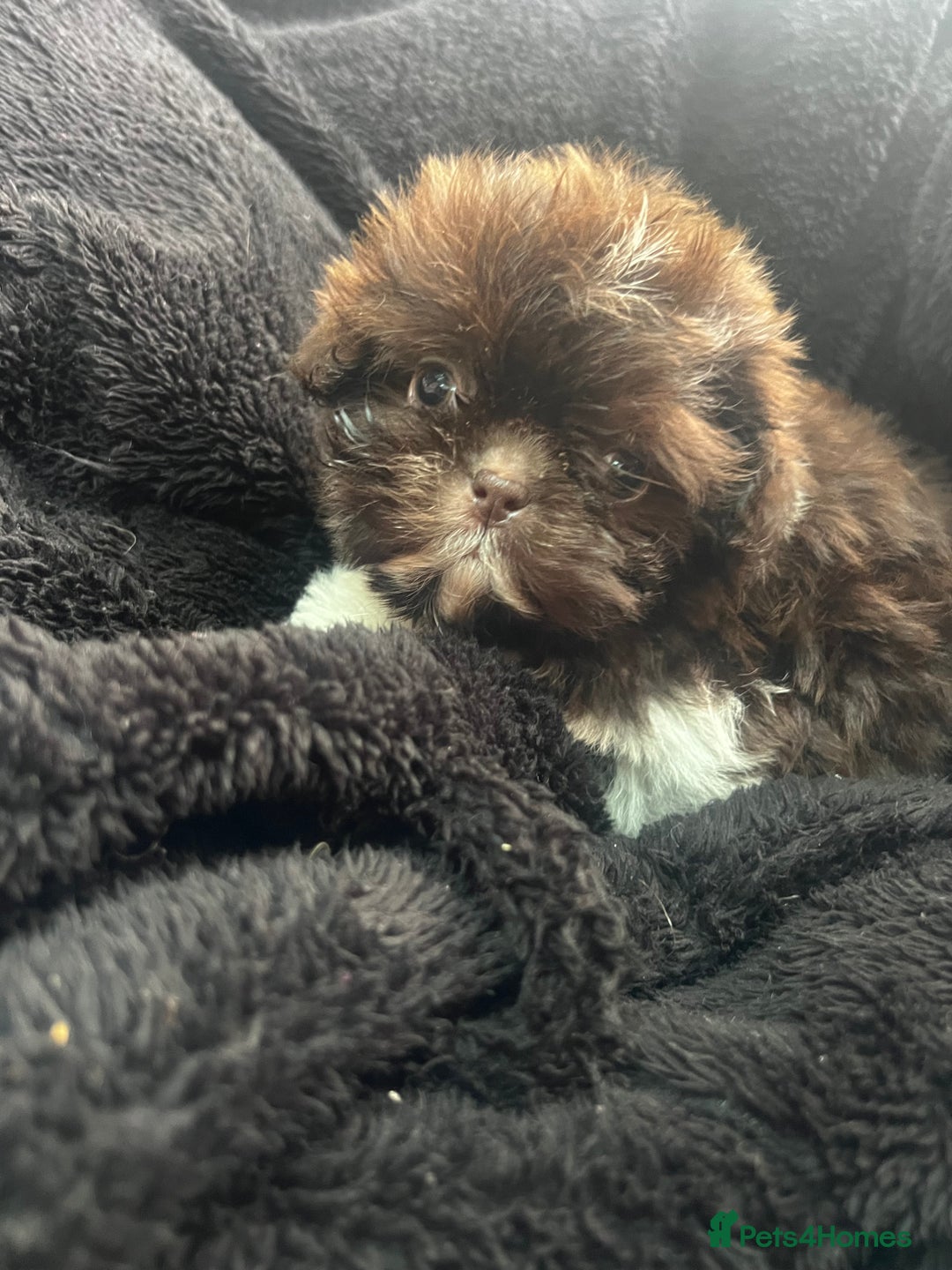 Shih Tzu dogs for sale: Chocolate and cream pedigree shitzu puppy’s - Image 5