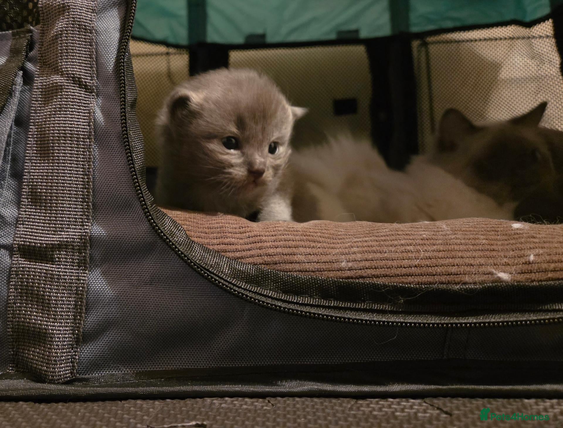 Ragdoll cats 1 rare blue solid pedigree ragdoll left 💙 - Advert 2