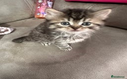 British Longhair cats for sale: British long hair x tabby - Image 3