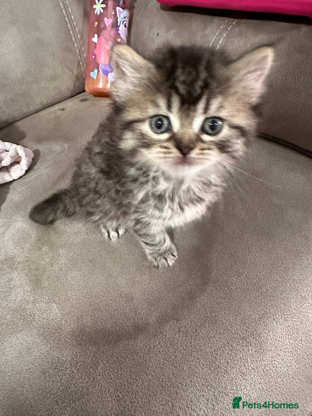 British Longhair cats for sale: British long hair x tabby - Image 3