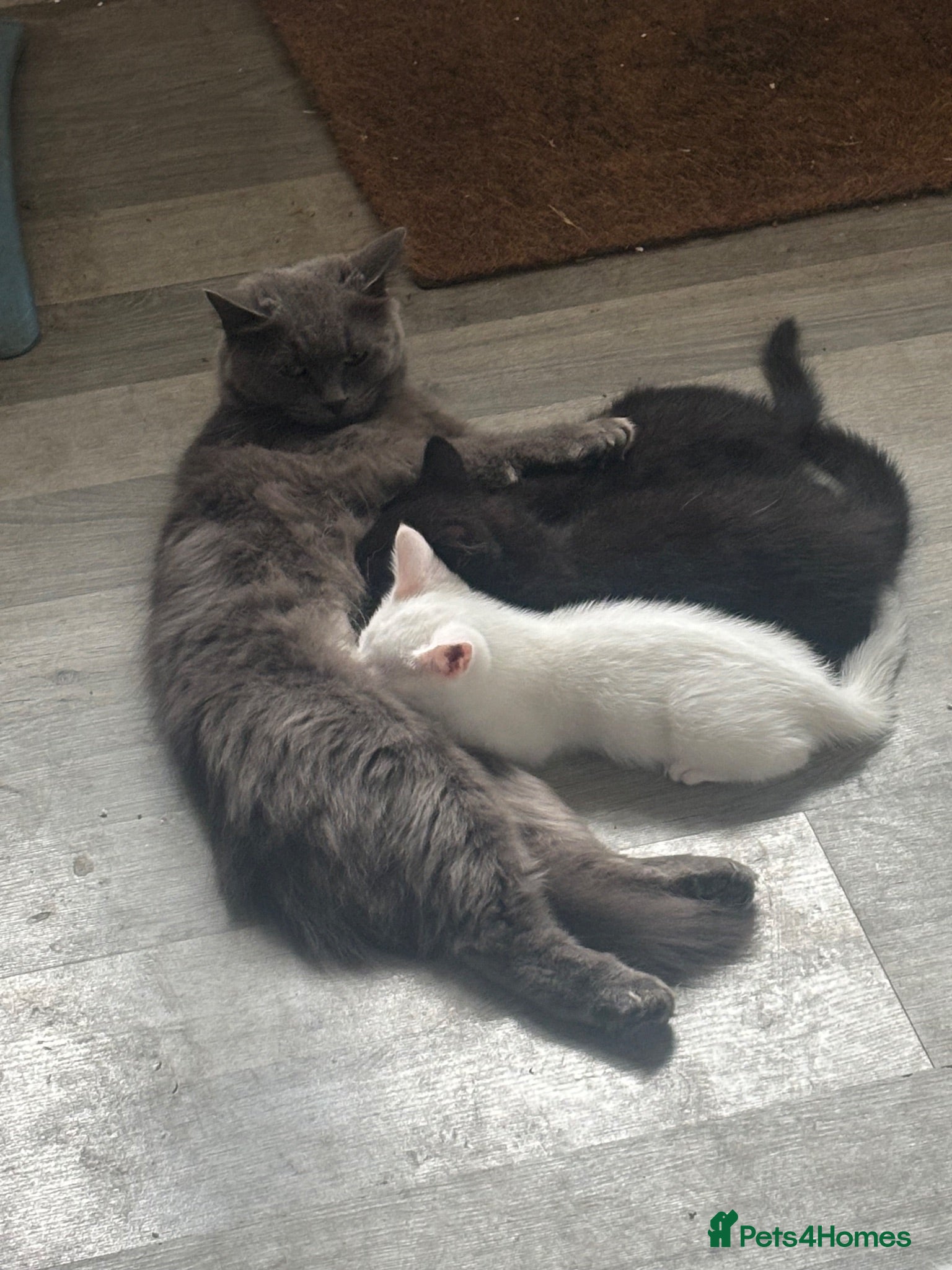 Mixed Breed cats British blue ragdoll x - Advert 2