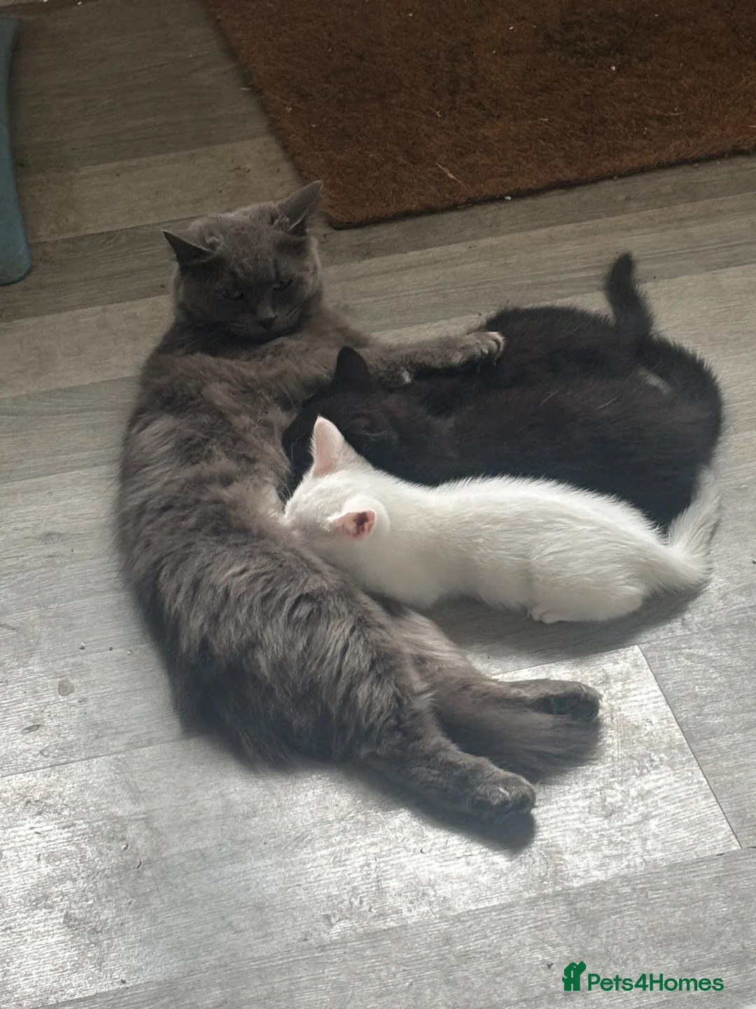 Mixed Breed cats for sale: British blue ragdoll x - Advert 1