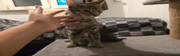 Mixed Breed cats for sale: Beautiful Mixed Ragdoll & Tabby Kittens for Sale - Advert 3