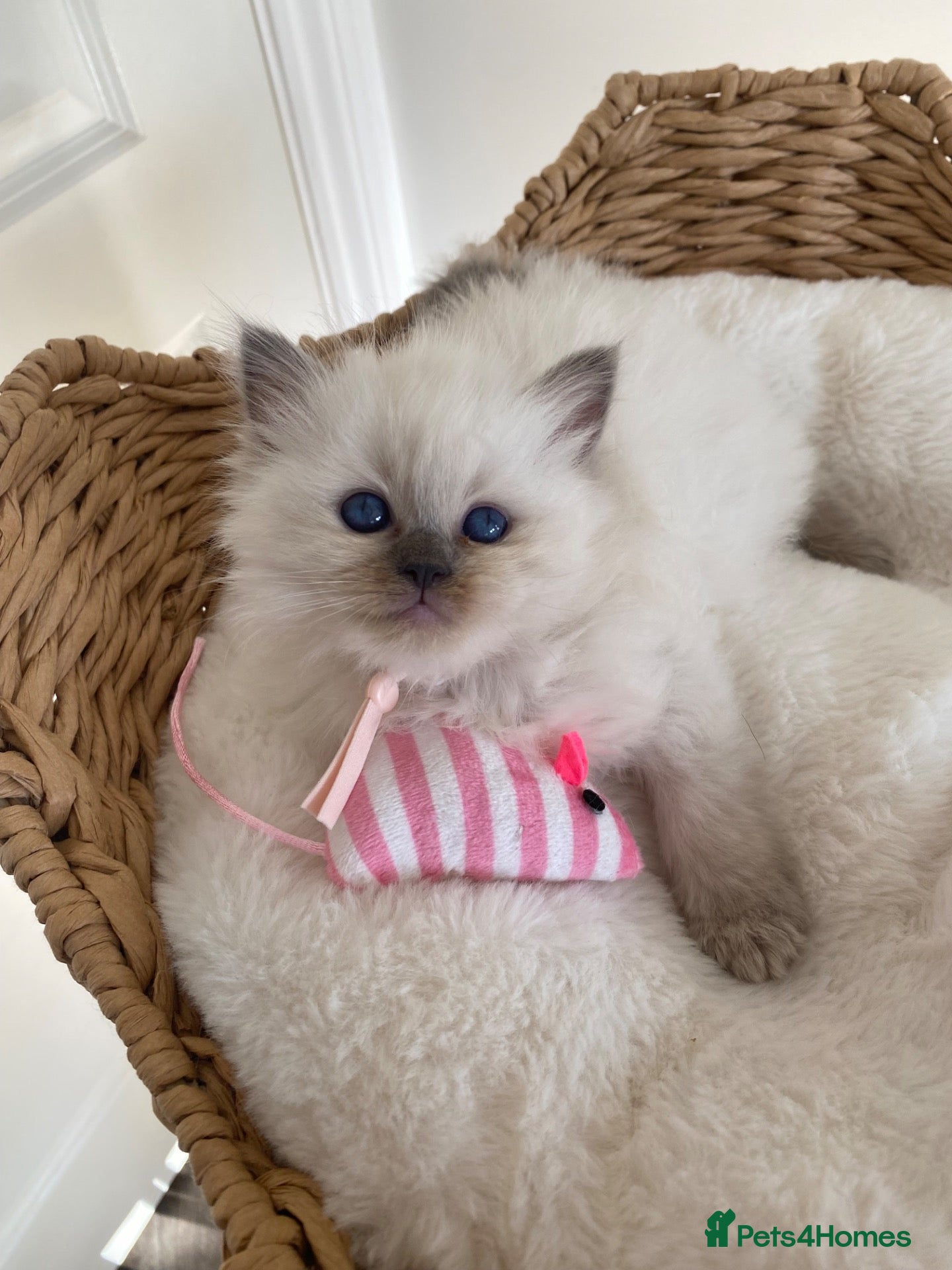Ragdoll cats Beautiful Ragdolls😻 READY NOW 😻 - Advert 22
