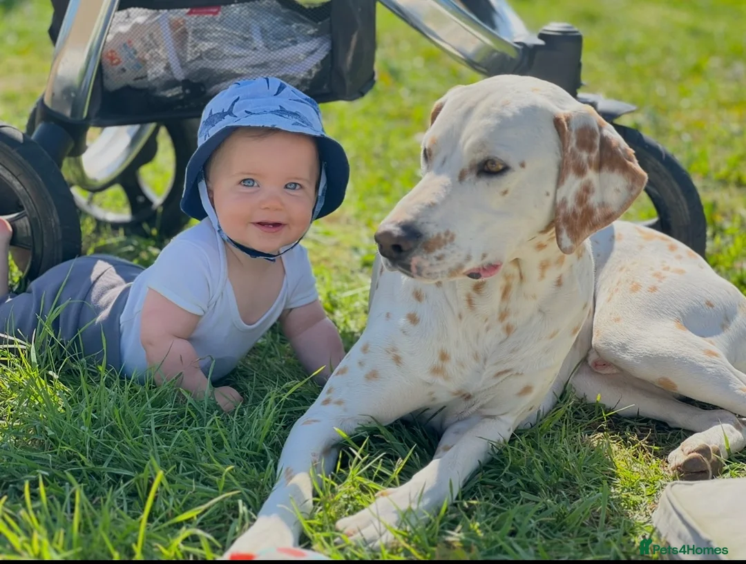 Dalmatian dogs for stud: 🍋 LEMON SPOT DALMATIAN STUD 🍋  - Advert 1