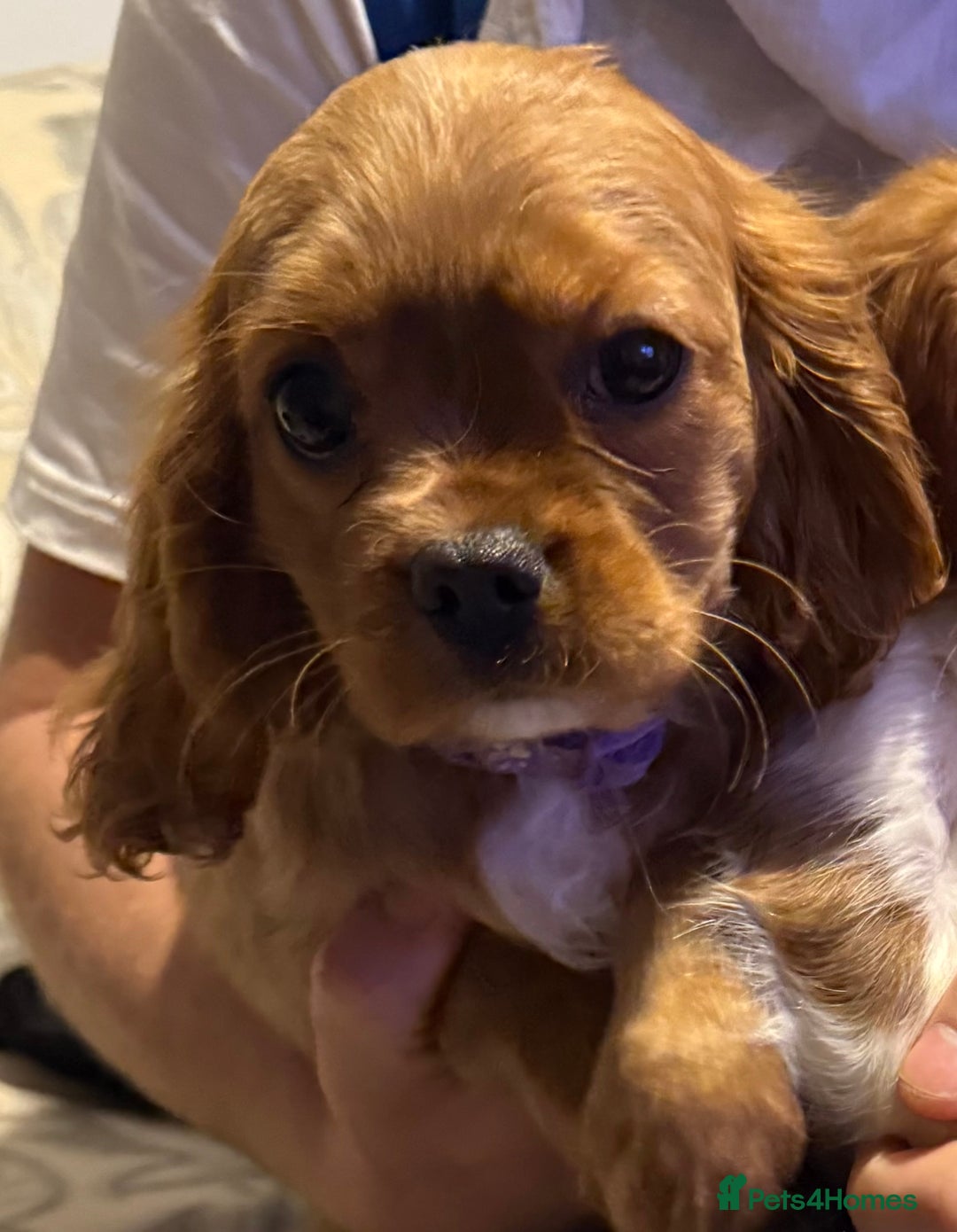 Cavalier King Charles Spaniel dogs for sale: ADORABLE HEALTH CLEAR CAVALIER KING CHARLES  - Advert 3