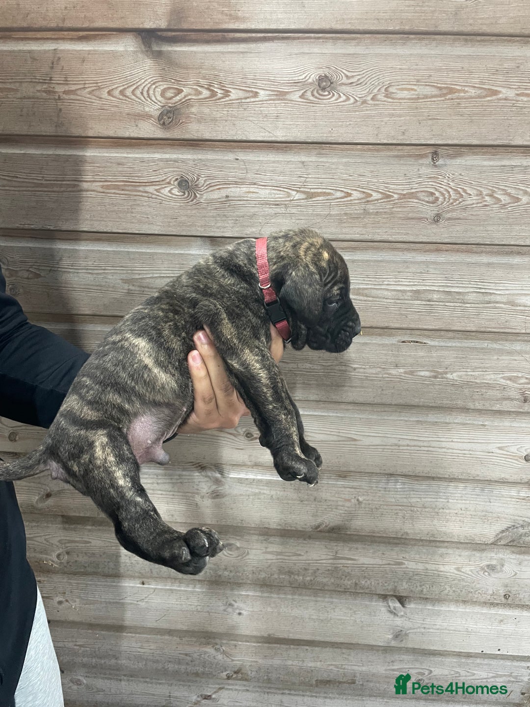 Presa Canario dogs for sale: Presa Canario Puppies Spanish x Serbian Imports - Advert 27