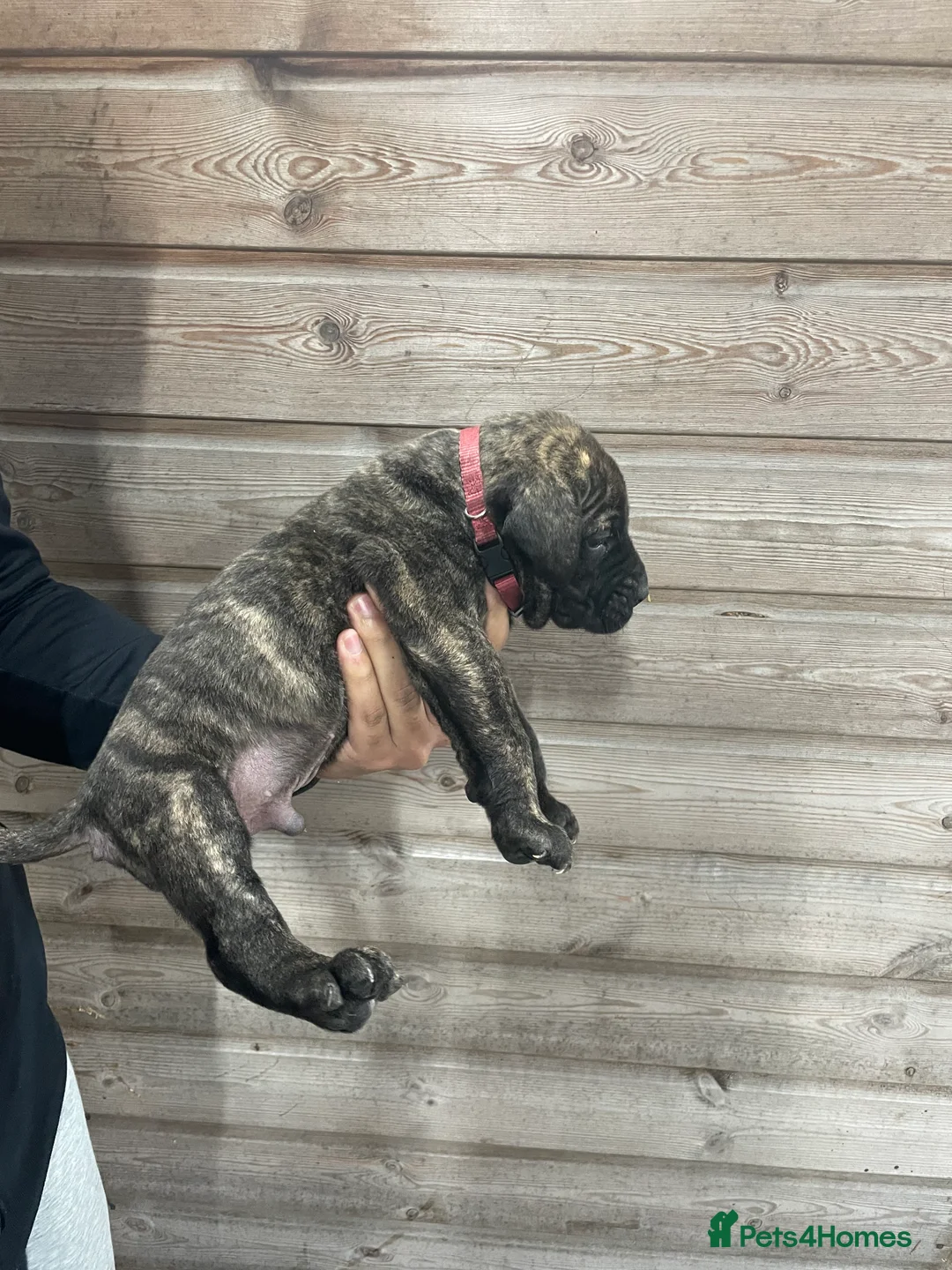Presa Canario dogs for sale: Presa Canario Puppies Spanish x Serbian Imports - Advert 21