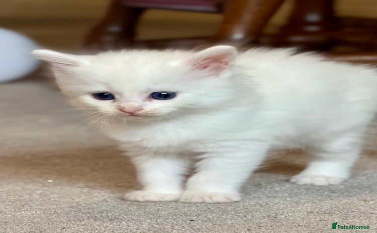 Ragdoll cats - Advert 3