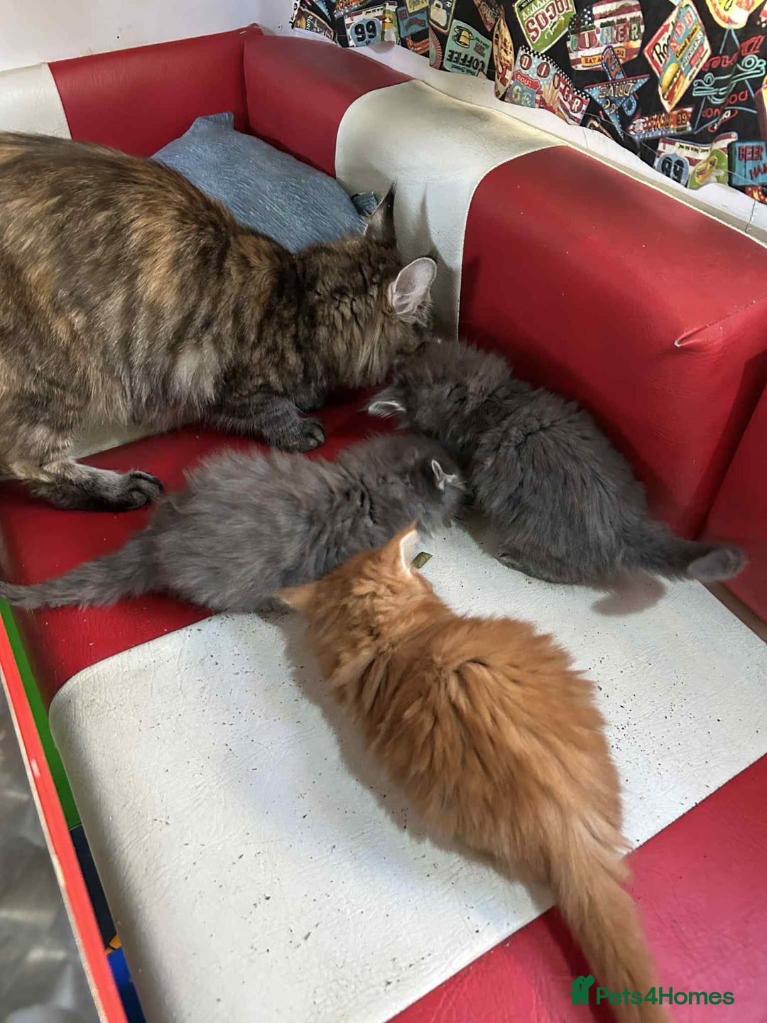 Maine Coon cats for sale: Maine coon kittens  - Advert 3