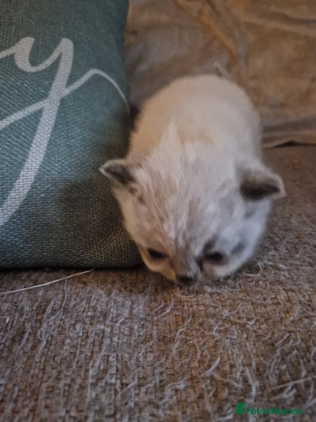 British Shorthair cats for sale: Beutiful British shorthair kittens  - Advert 14