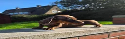 Miniature Dachshund dogs for sale: Beautiful choc & tan female - Advert 8