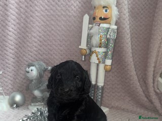 Labradoodle dogs 1 last Adorable Miniature Labradoodles left - Advert 15