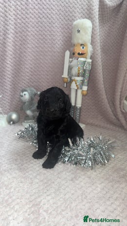 Labradoodle dogs 1 last Adorable Miniature Labradoodles left - Advert 1