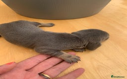 Dachshund dogs for sale: Miniature dachshunds  - Image 19