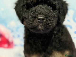 Bernedoodle dogs Bernedoodles - Advert 8