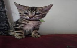 Bengal cats for sale: Bencoons, Bengal mum Maincoon Dad - Image 2