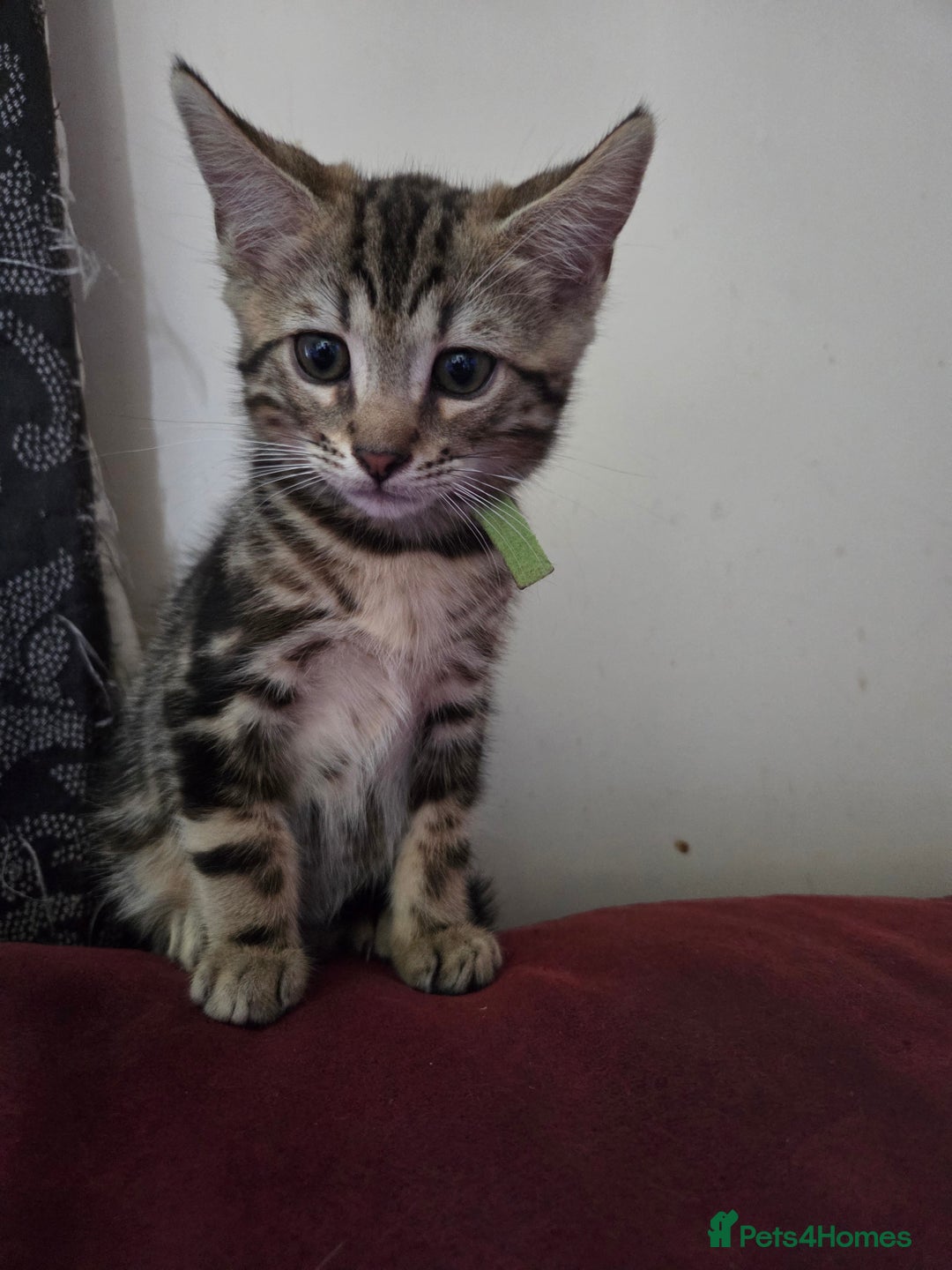 Bengal cats for sale: Bencoons, Bengal mum Maincoon Dad - Image 2