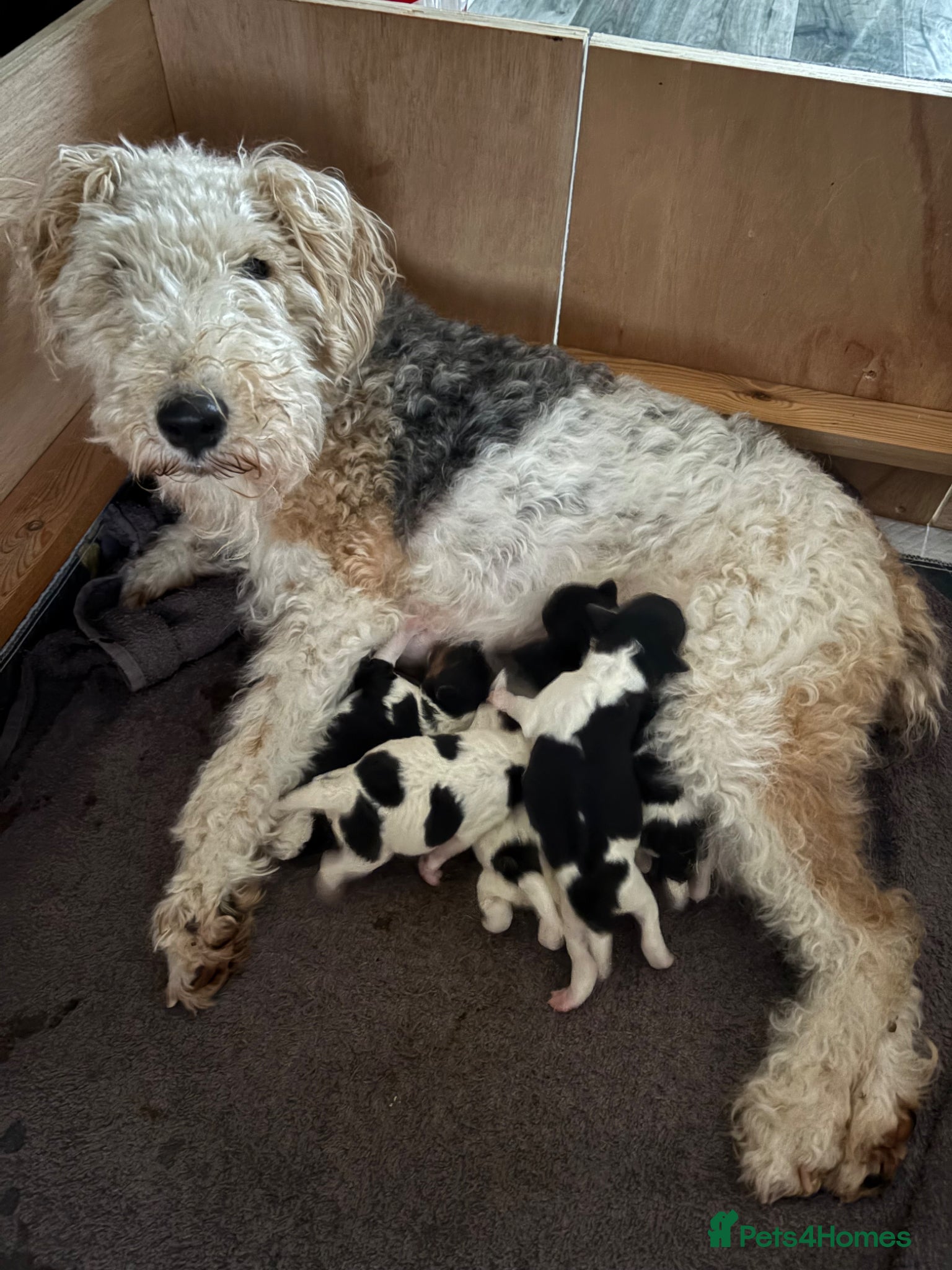 Fox Terrier dogs Wire haired fox terrier - Advert 13
