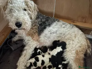 Fox Terrier dogs Wire haired fox terrier - Advert 17