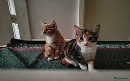 American Shorthair cats for sale: American Short hair kittens - Image 1