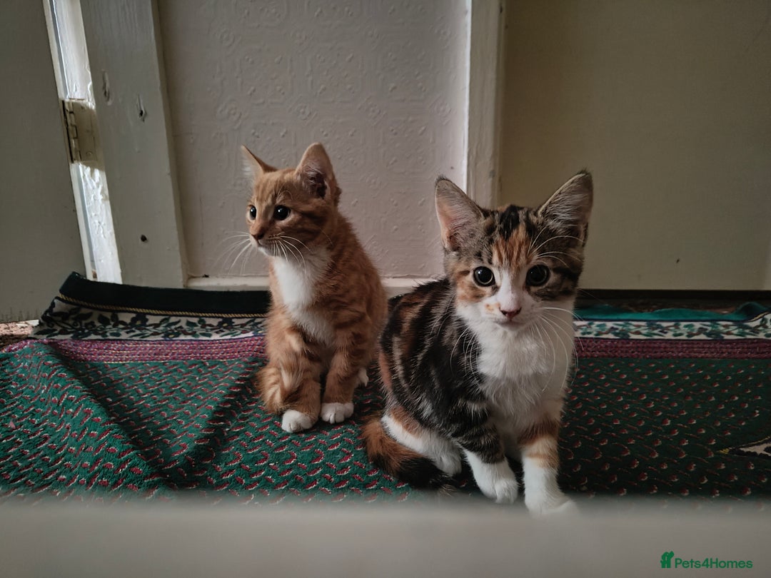 American Shorthair cats for sale: American Short hair kittens - Image 1