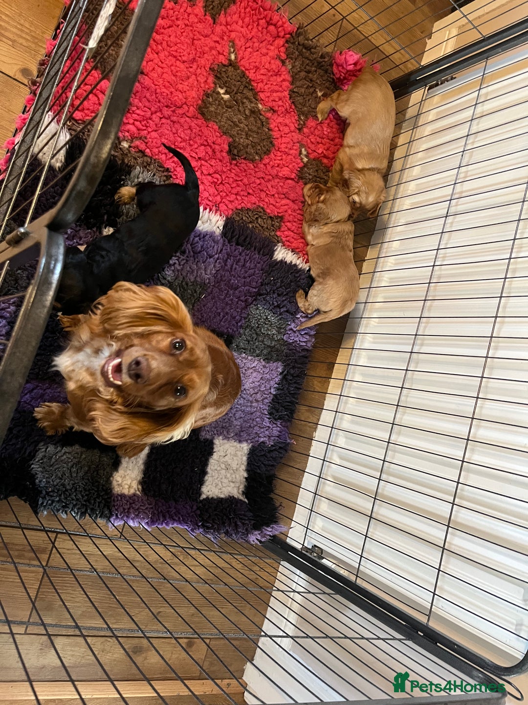 Cocker Spaniel dogs for sale: Cocker spaniel puppies - Image 21