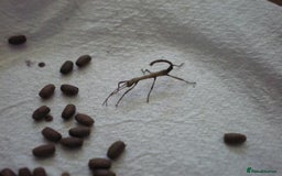 Stick Insects invertebrates for sale: Indian stick insect nymph's available 50p each  - Image 1