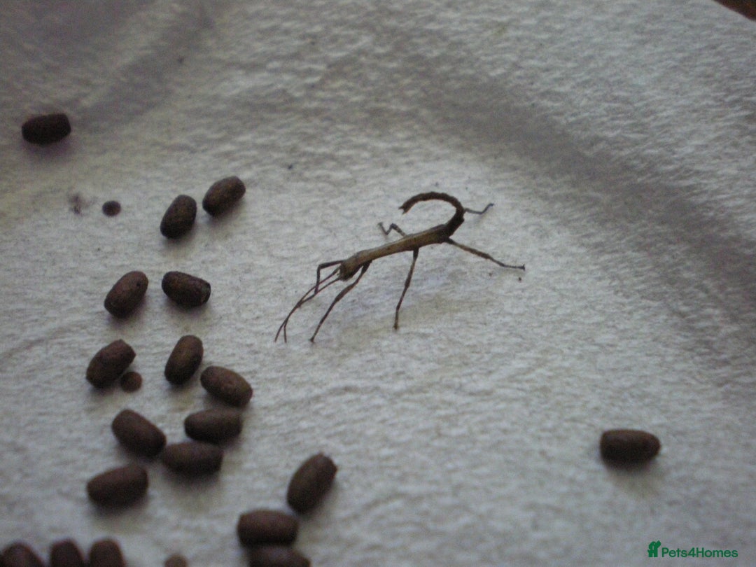 Stick Insects invertebrates for sale: Indian stick insect nymph's available 50p each  - Image 1
