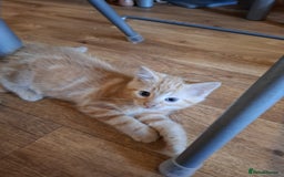 Mixed Breed cats for sale: 2 beautiful kittens - Image 2