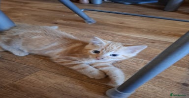 Mixed Breed cats - Advert 14