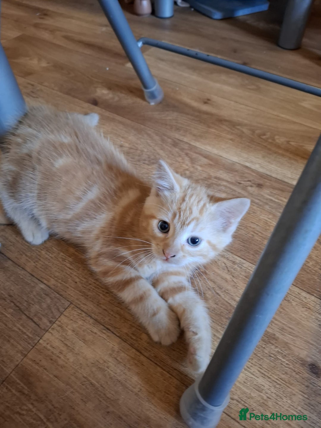 Mixed Breed cats for sale: 2 beautiful kittens - Image 2