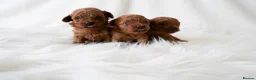 Toy Poodle dogs for sale: Gorgeous Asian Toy Poodle - Advert 5