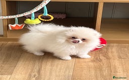 Pomeranian dogs for sale: Quality Pom puppies from Five Star Breeder  - Image 15