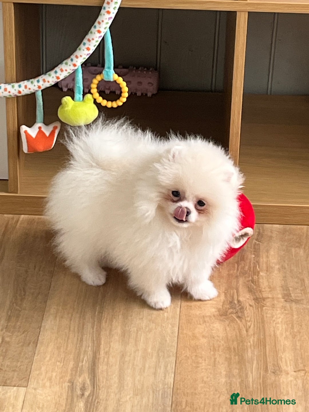 Pomeranian dogs for sale: Quality Pom puppies from Five Star Breeder  - Image 15
